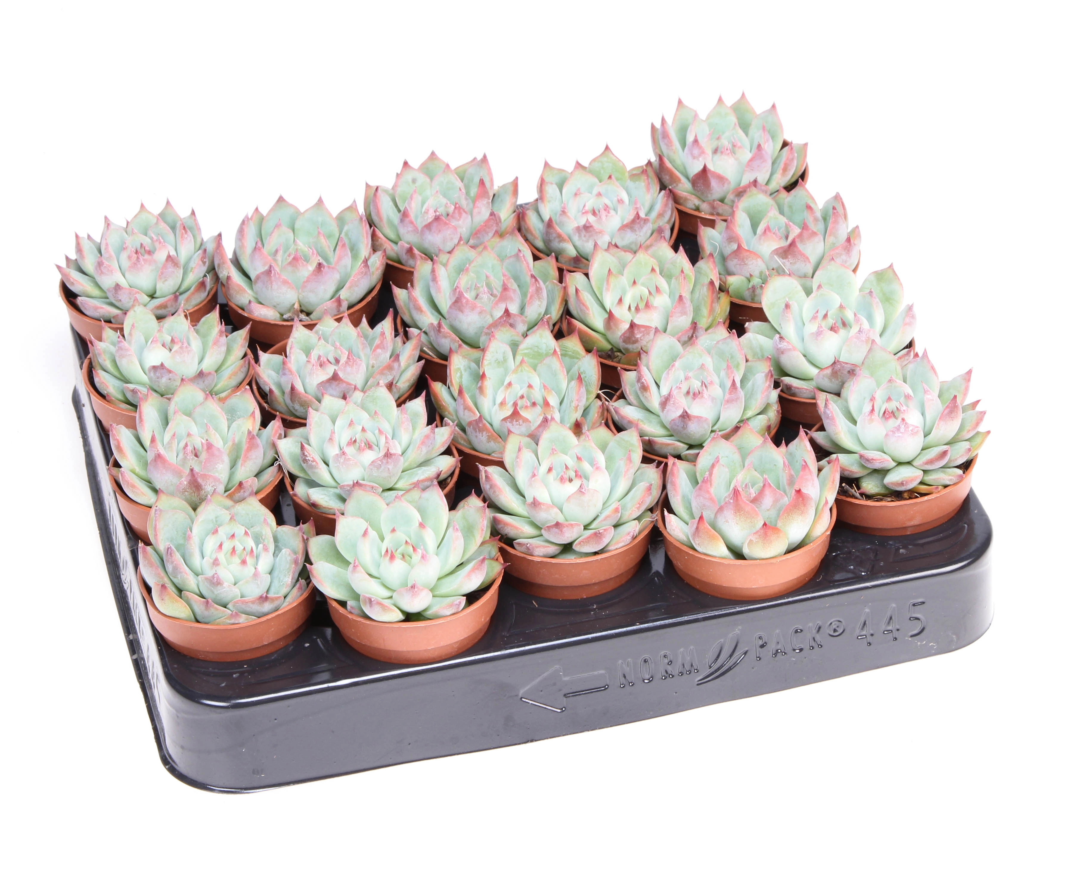 Эхеверия Чихуахуэнсис