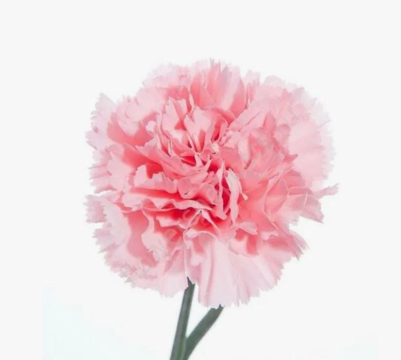 Гвоздика кристал розовая