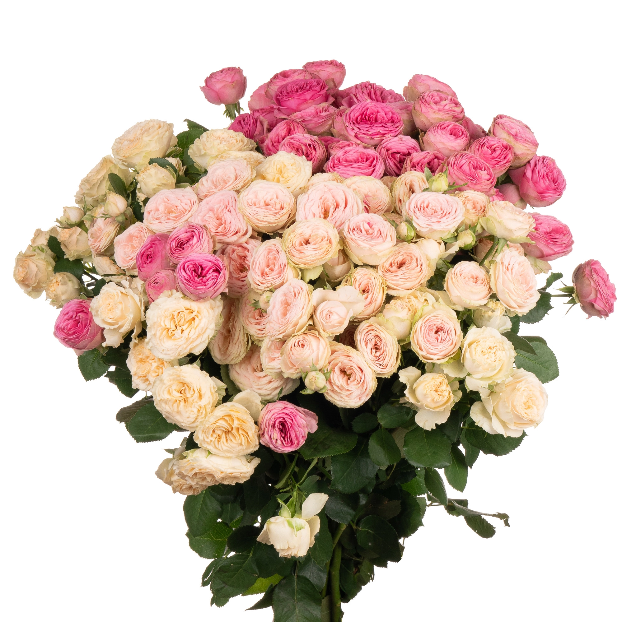 Роза куст гарден микс