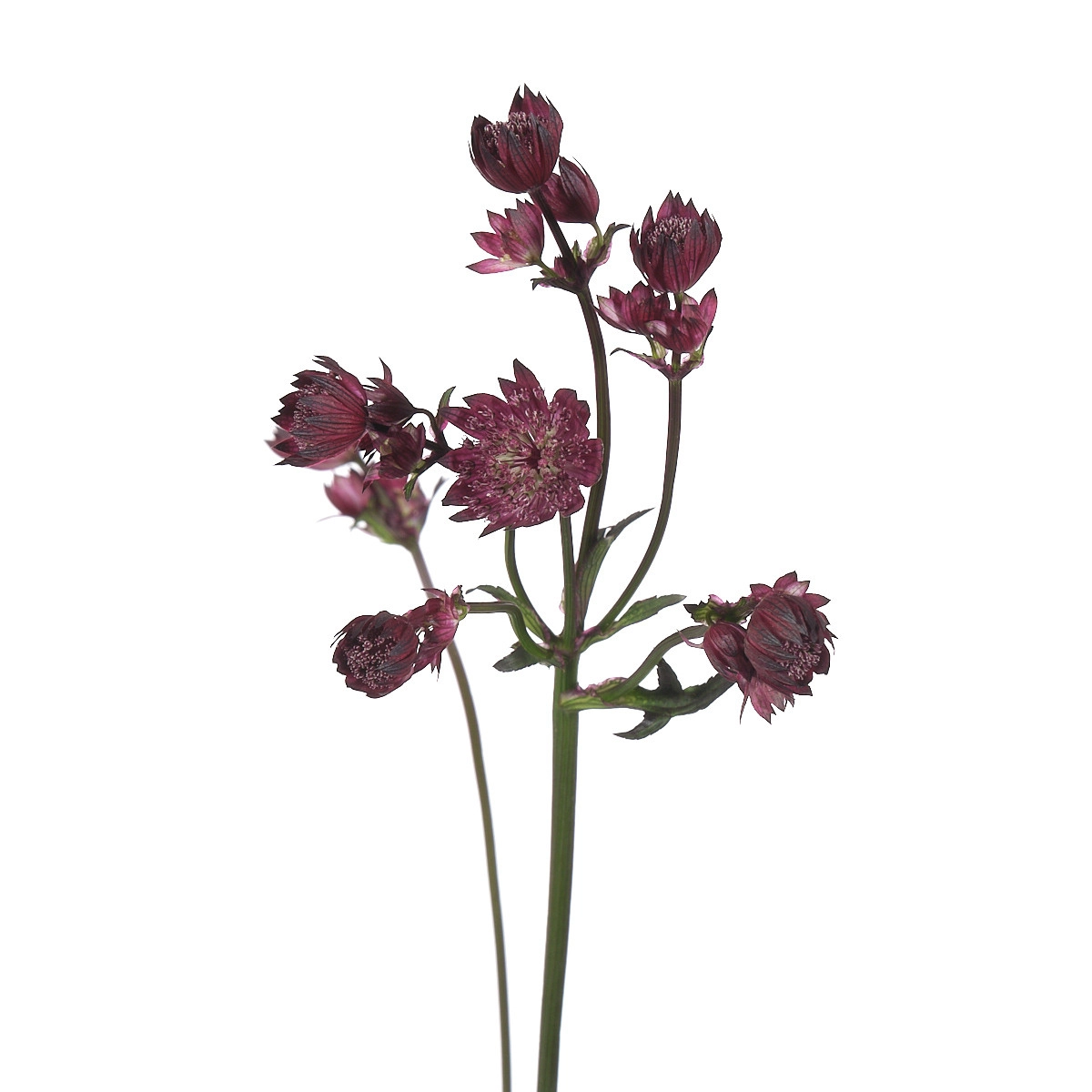 Астранция стар оф лав