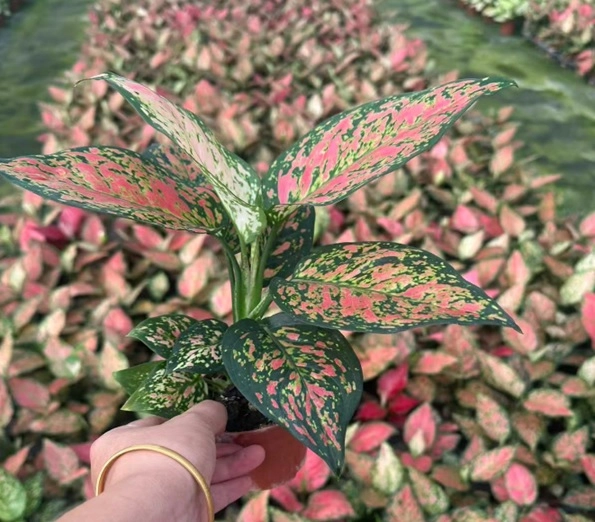 Аглаонема Споттед Стар