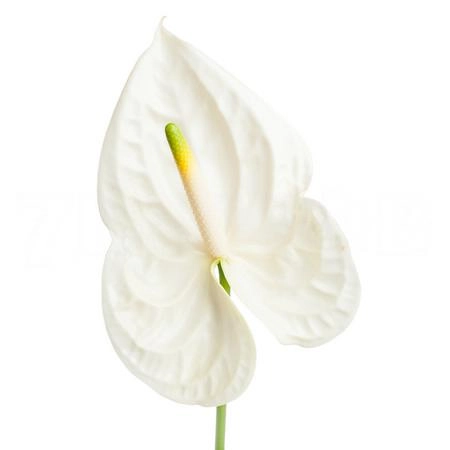 Антуриум моментс