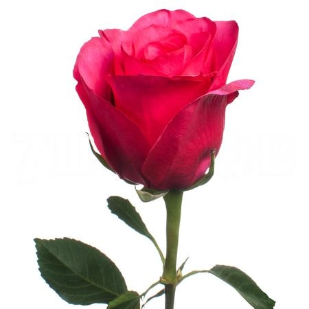 Роза однг хот эксплорер