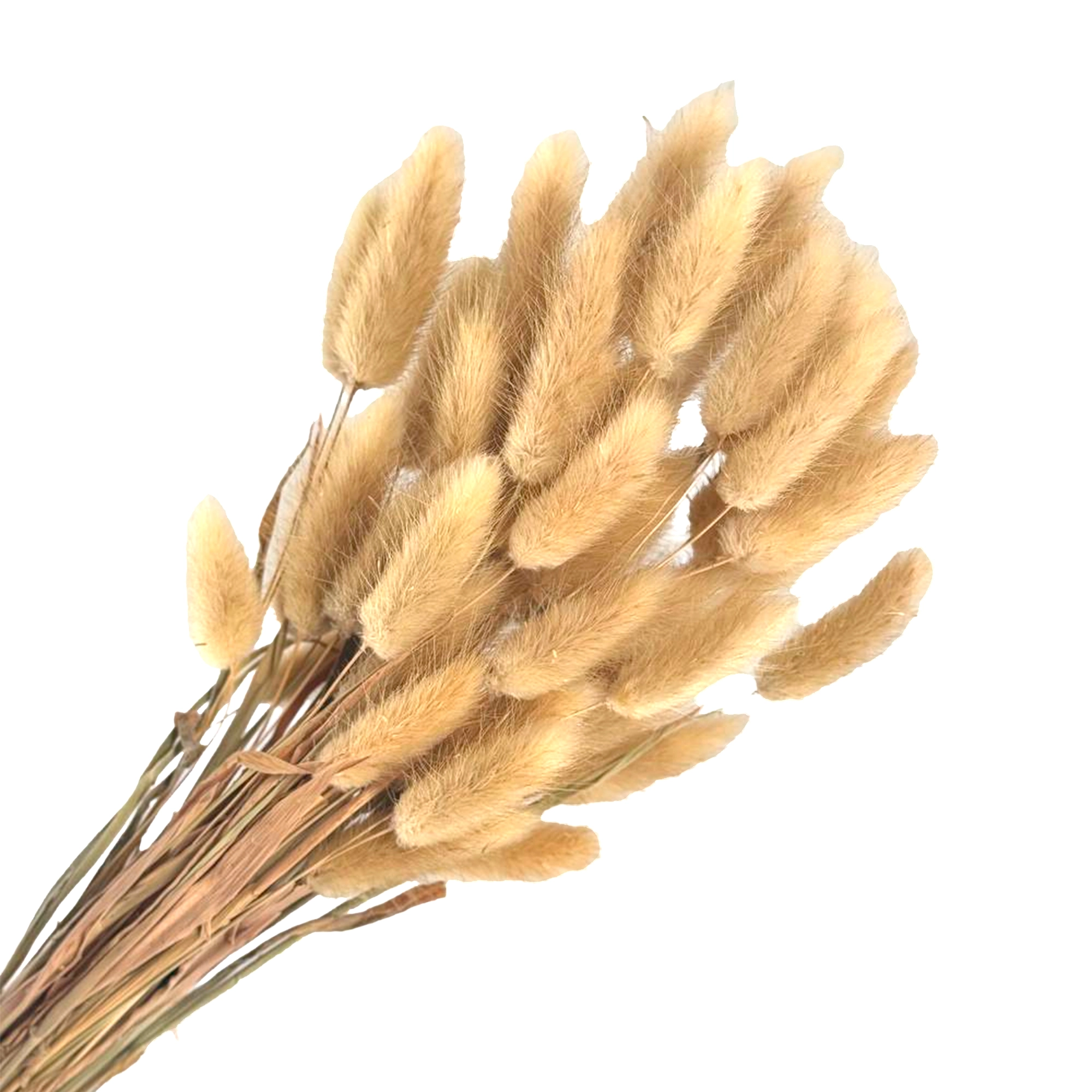 Сухоцветы "Лагурус", H50-60 см, набор (60 шт) Натуральный