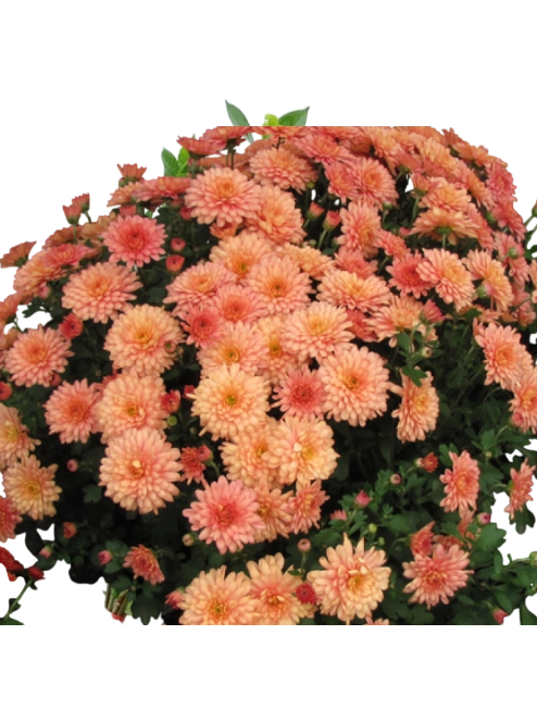 Хризантема куст корал