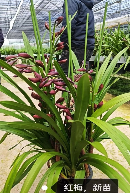 Цимбидиум Красный 4 ст