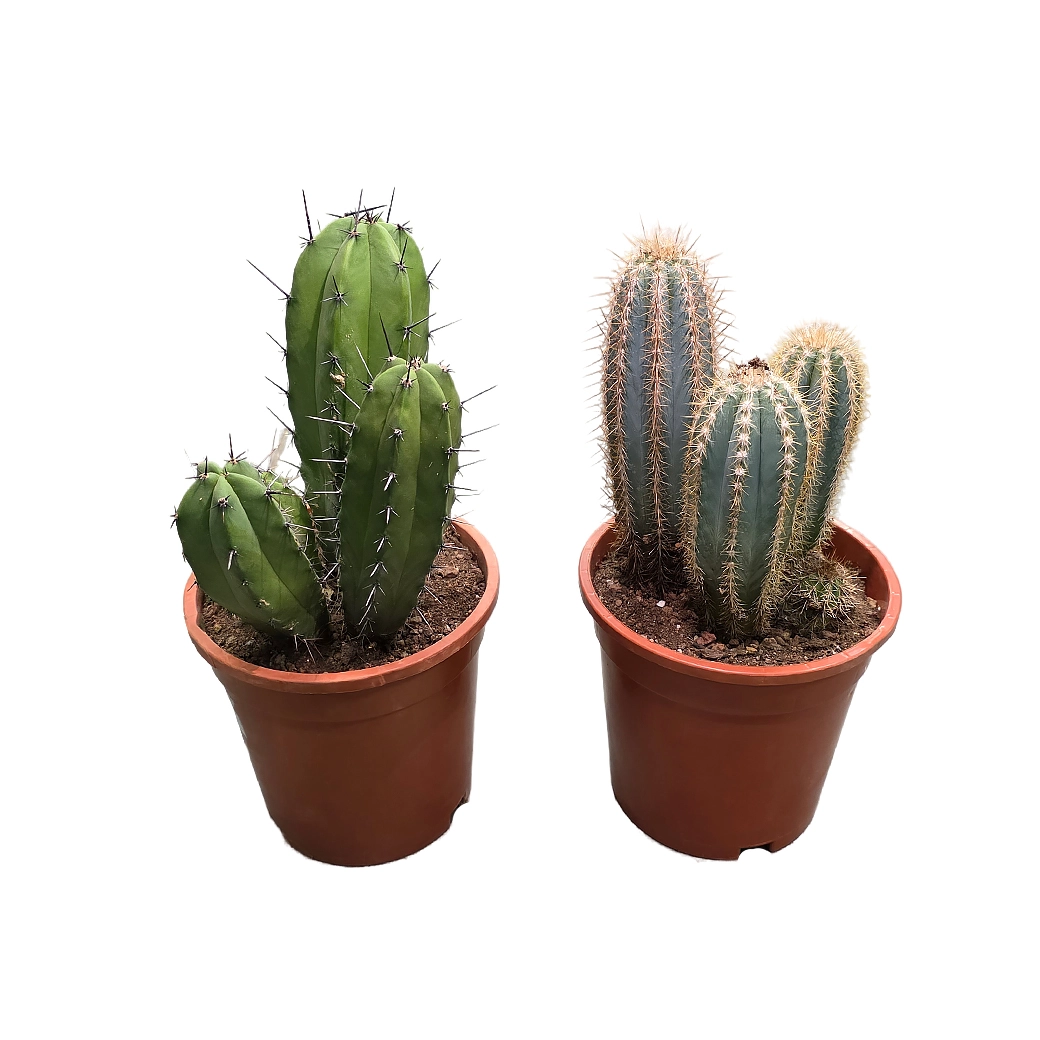 Кактус канарский Микс