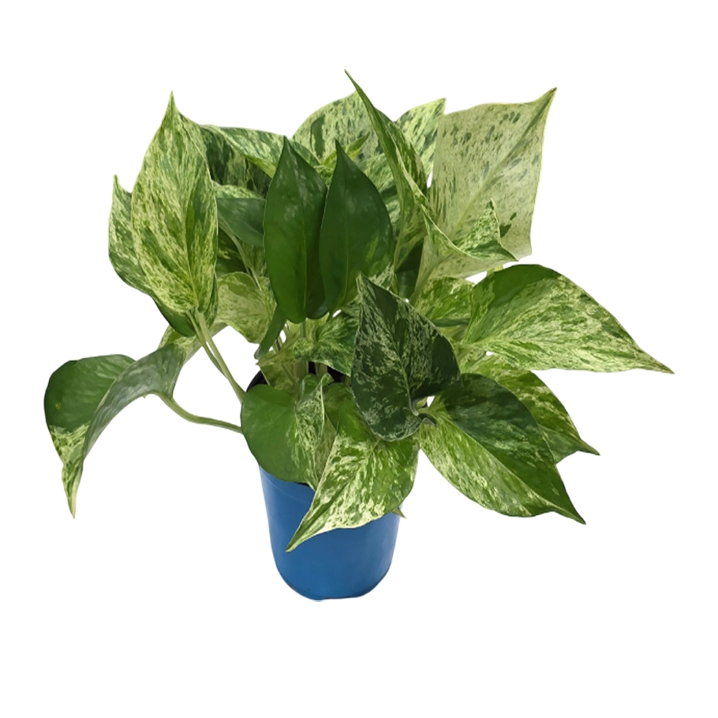 Эпипремнум Хэппи Лиф