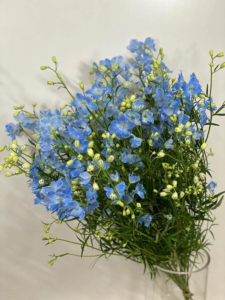 Дельфиниум крупноцветковый платинум блу