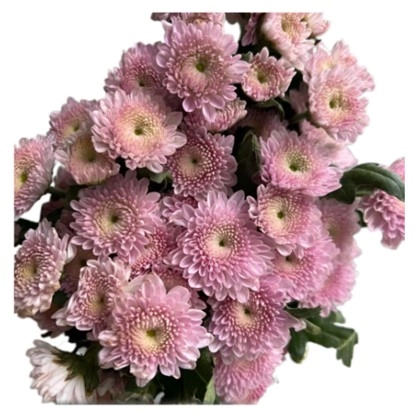 Хризантема куст кумминг розовый