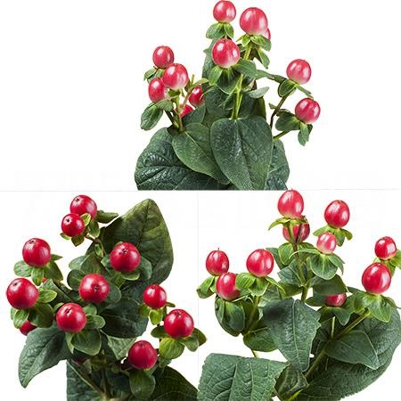 Гиперикум томато флэир