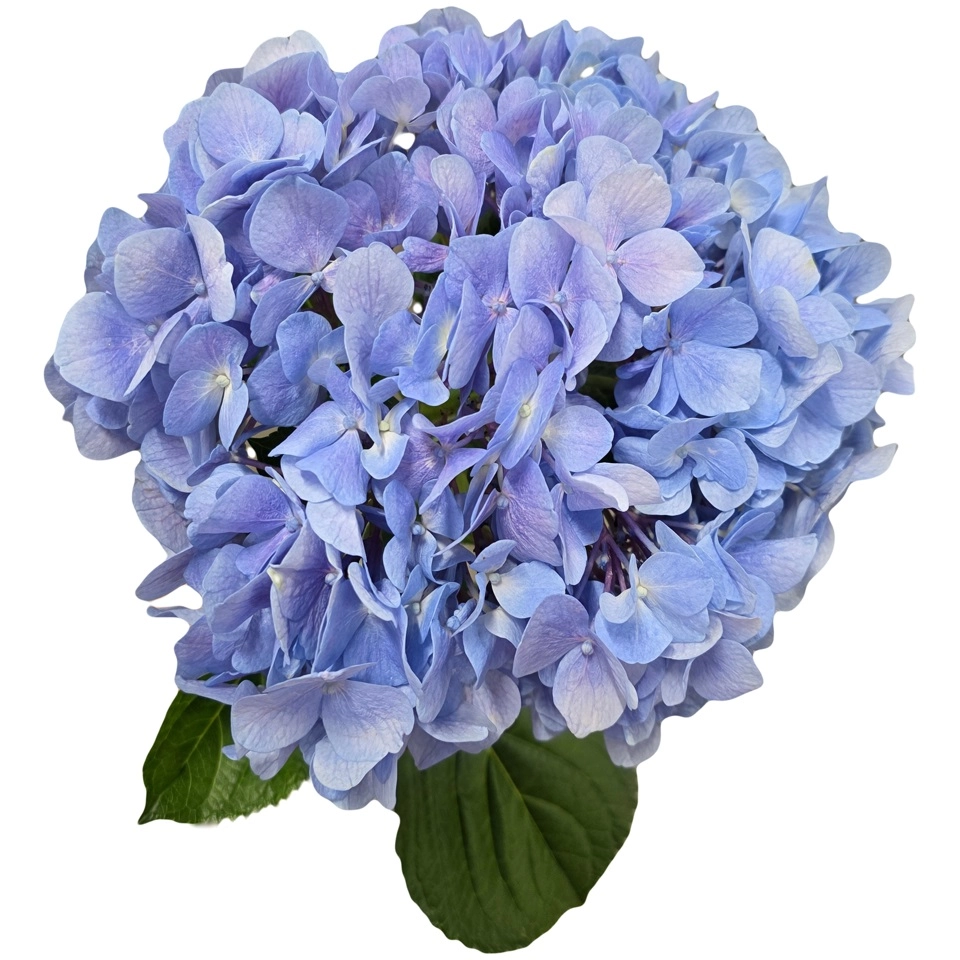 Гидрангия премиум дип пёрпл