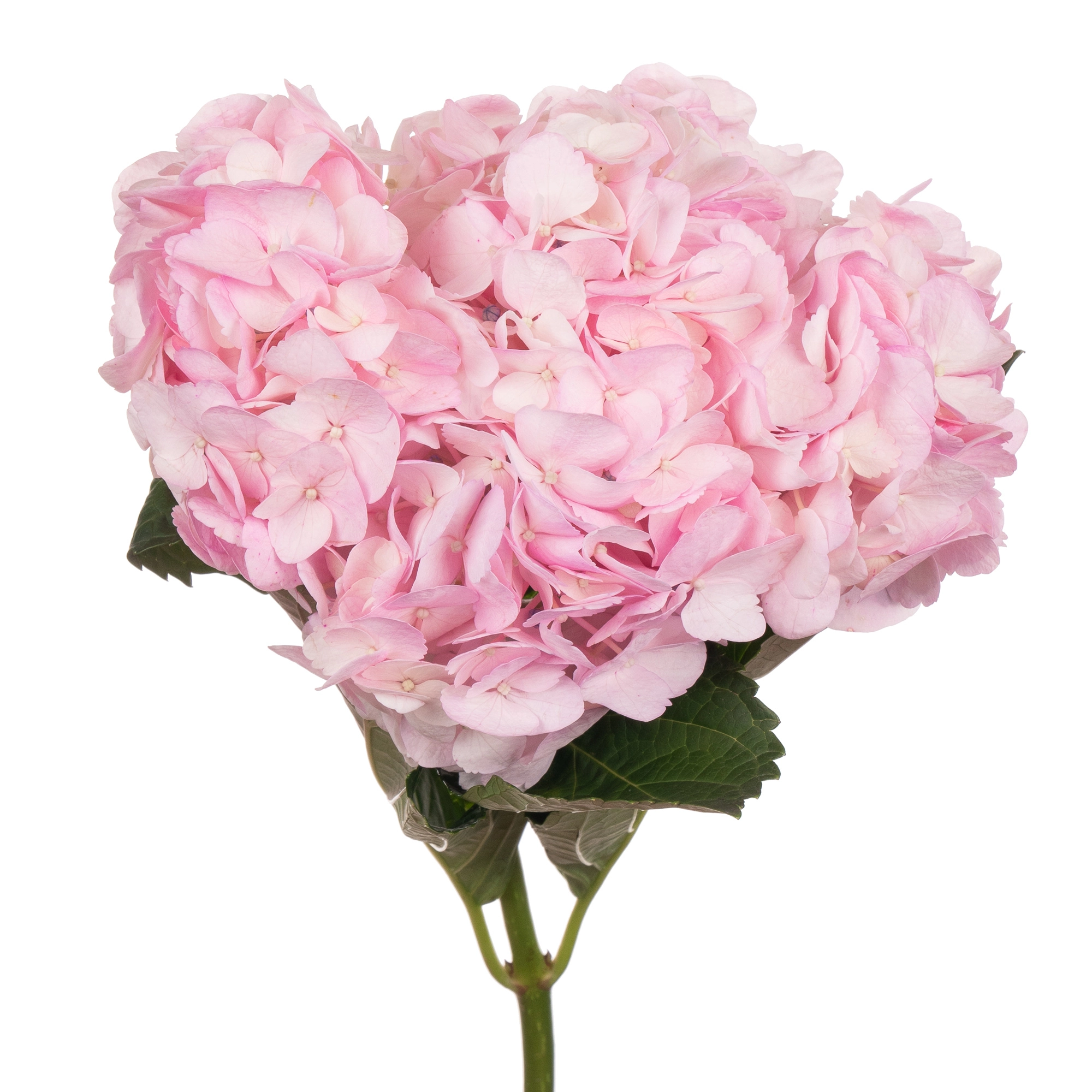 Гидрангия премиум тинтед лайт пинк