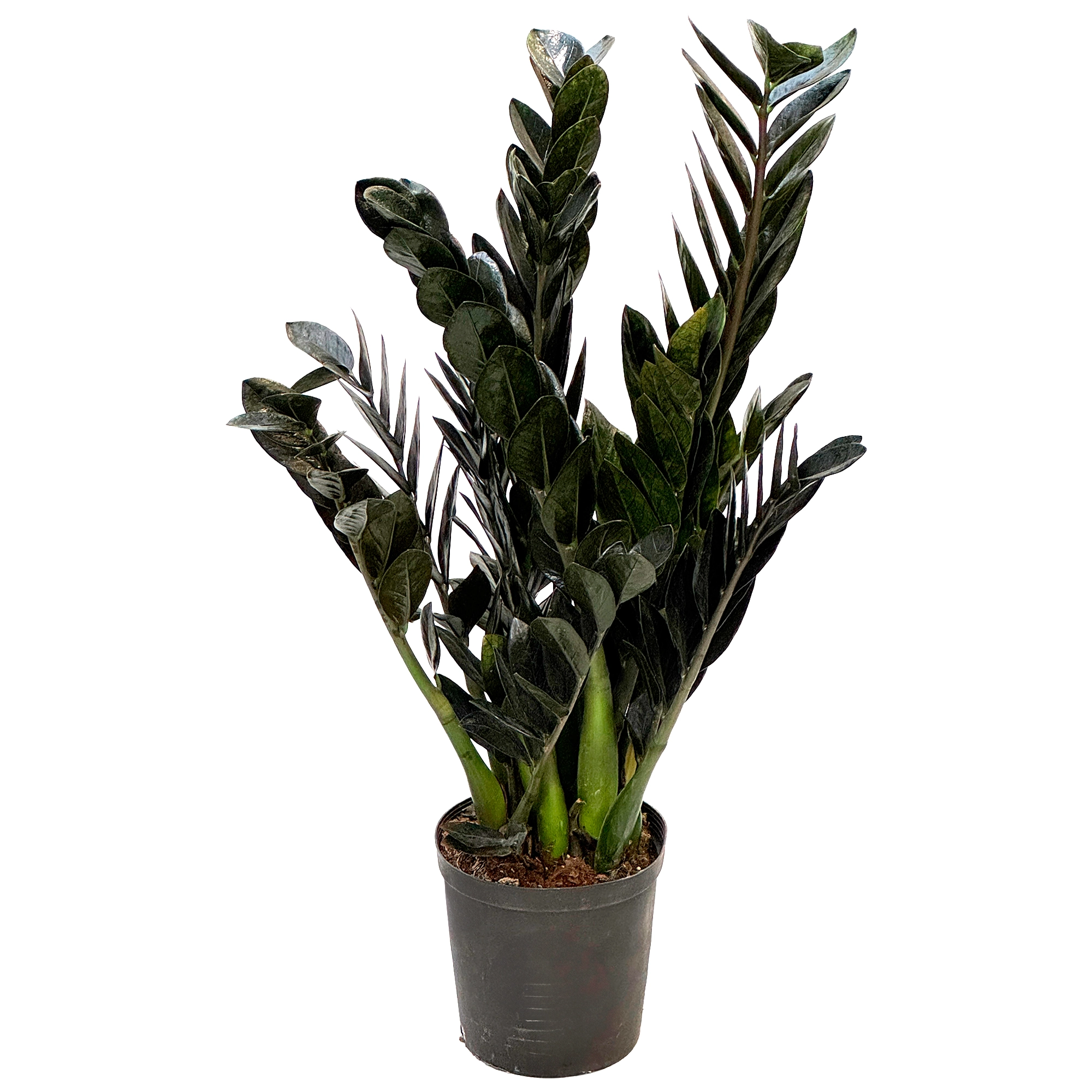 Замиокулкас Равен