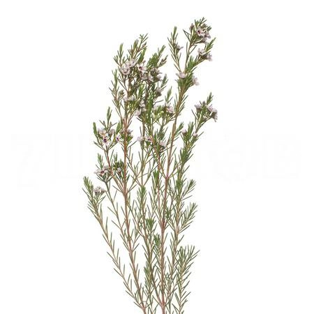 Хамелациум сноуфлейк