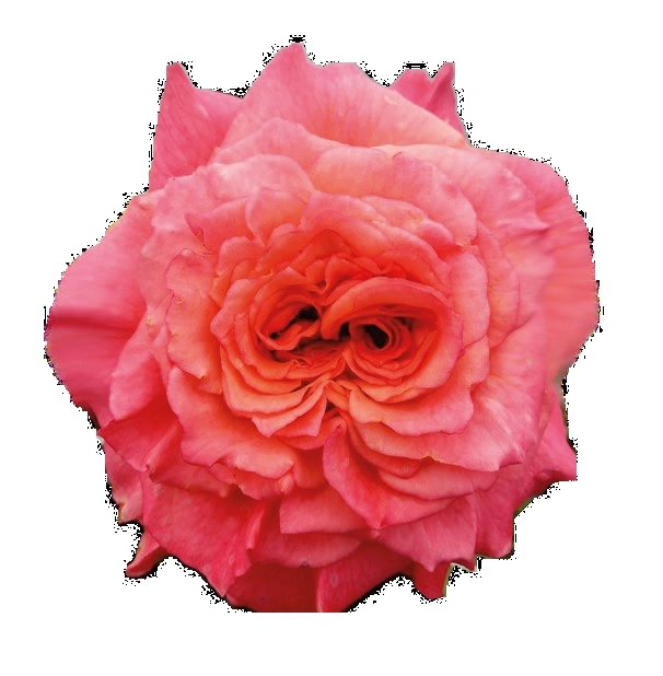 Роза однг кантри акварель