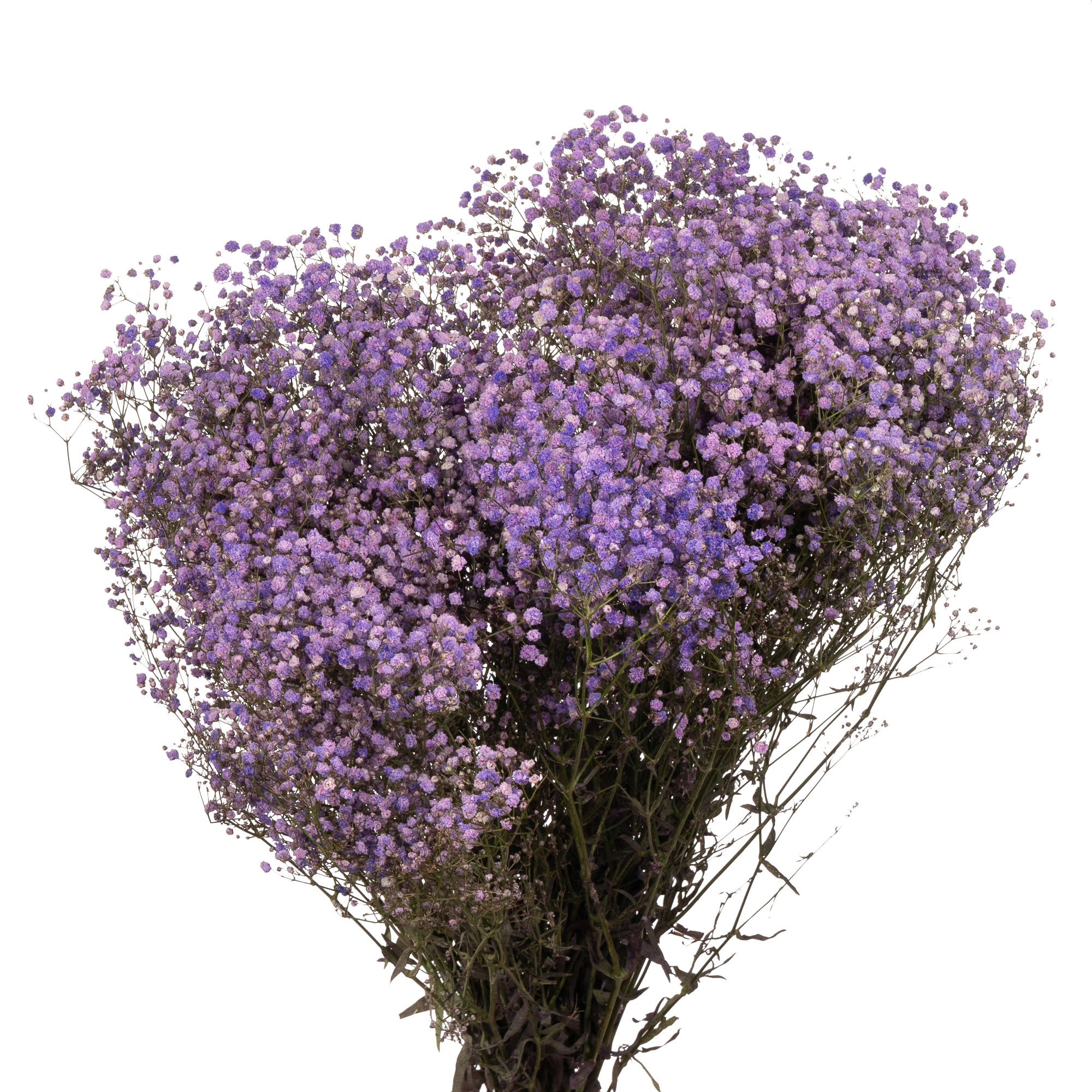 Гипсофила краш. лавандовая