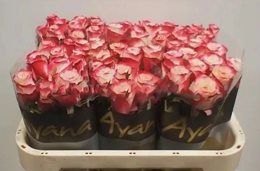 Роза однг класси элисон