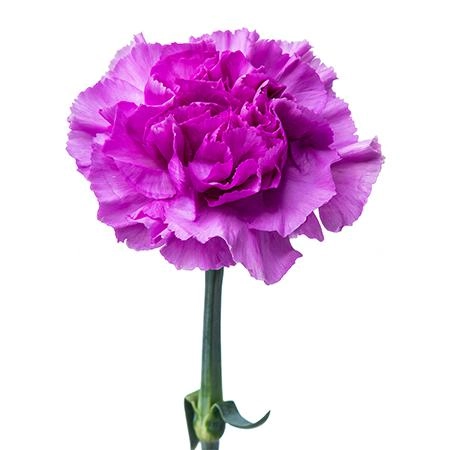 Гвоздика мунлит