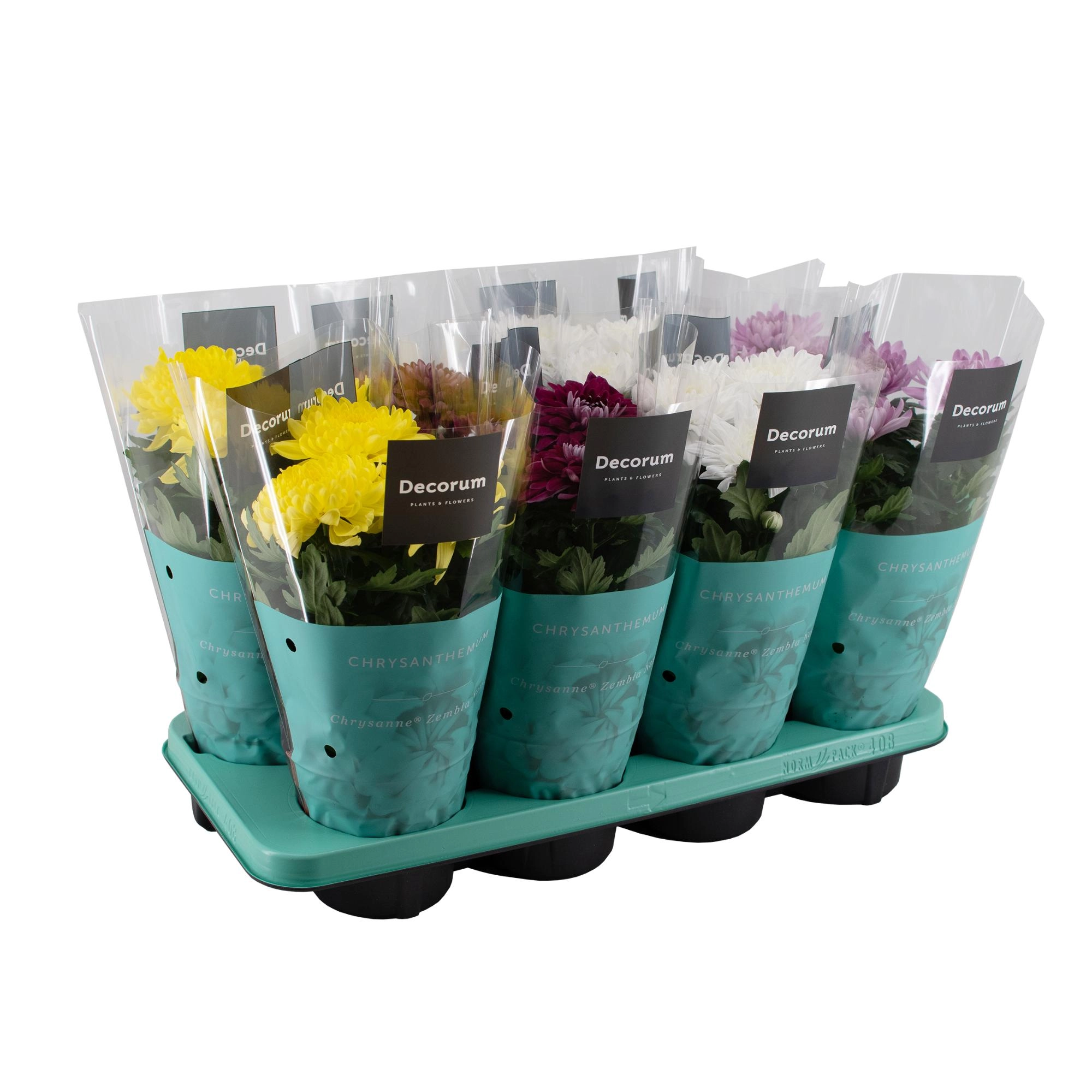 Хризантема зембла микс