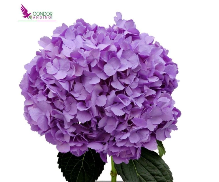 Гидрангия премиум лавандовая