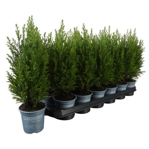 Кипарисовик лавсона Элвуди