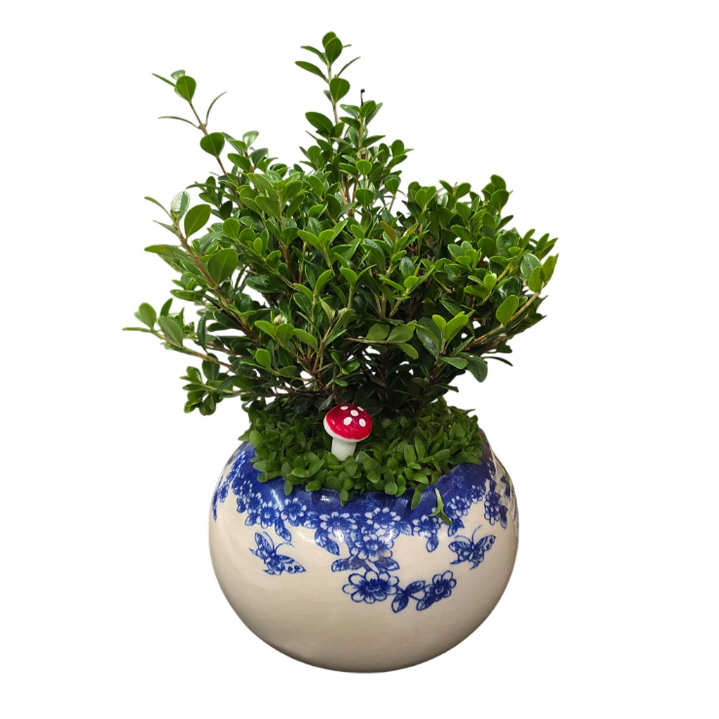 Мирт обыкновенный в керамике