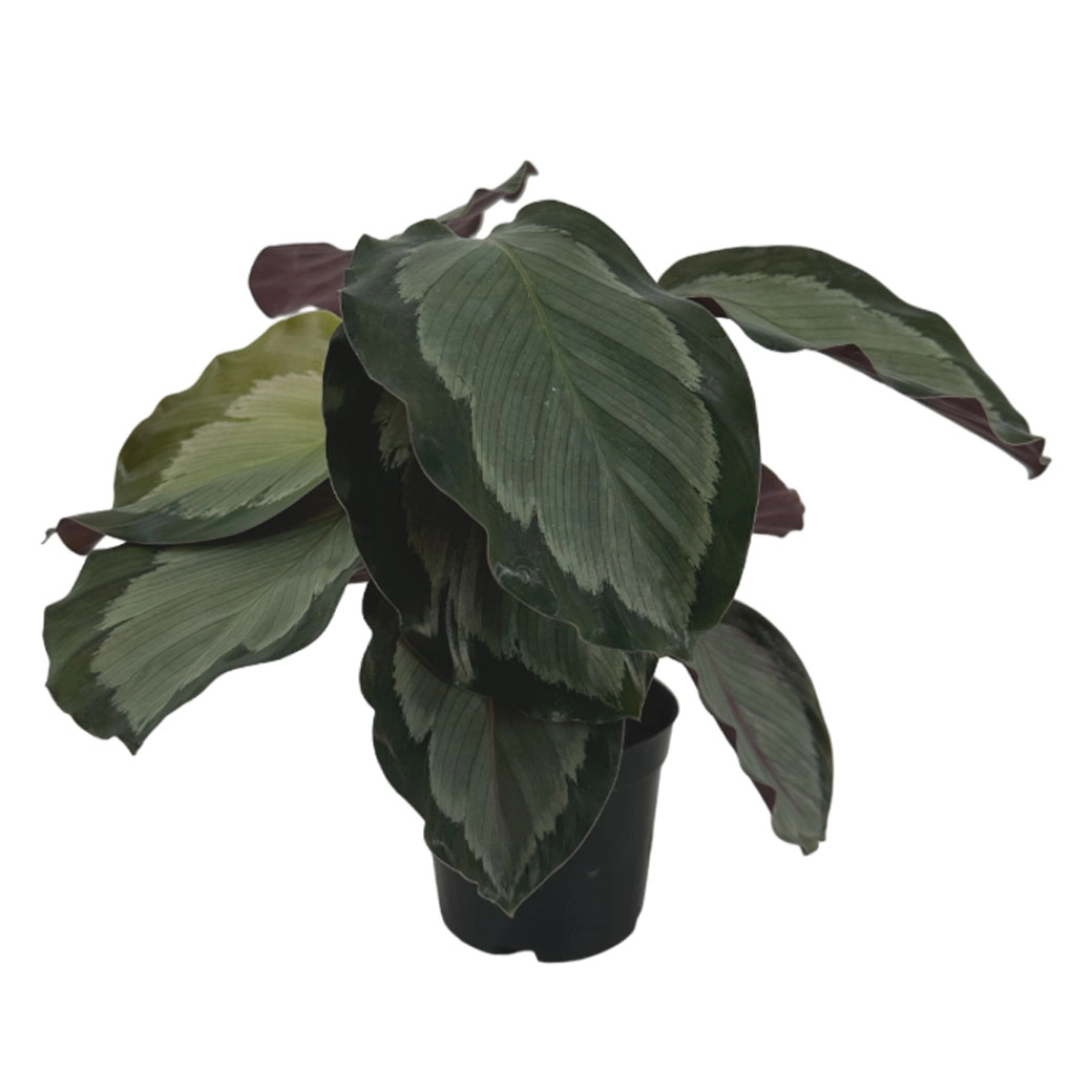 Калатея Розеопикта