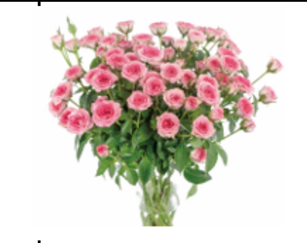 Роза куст танлала