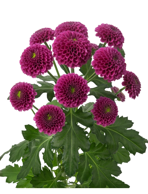 Хризантема са пурпетта