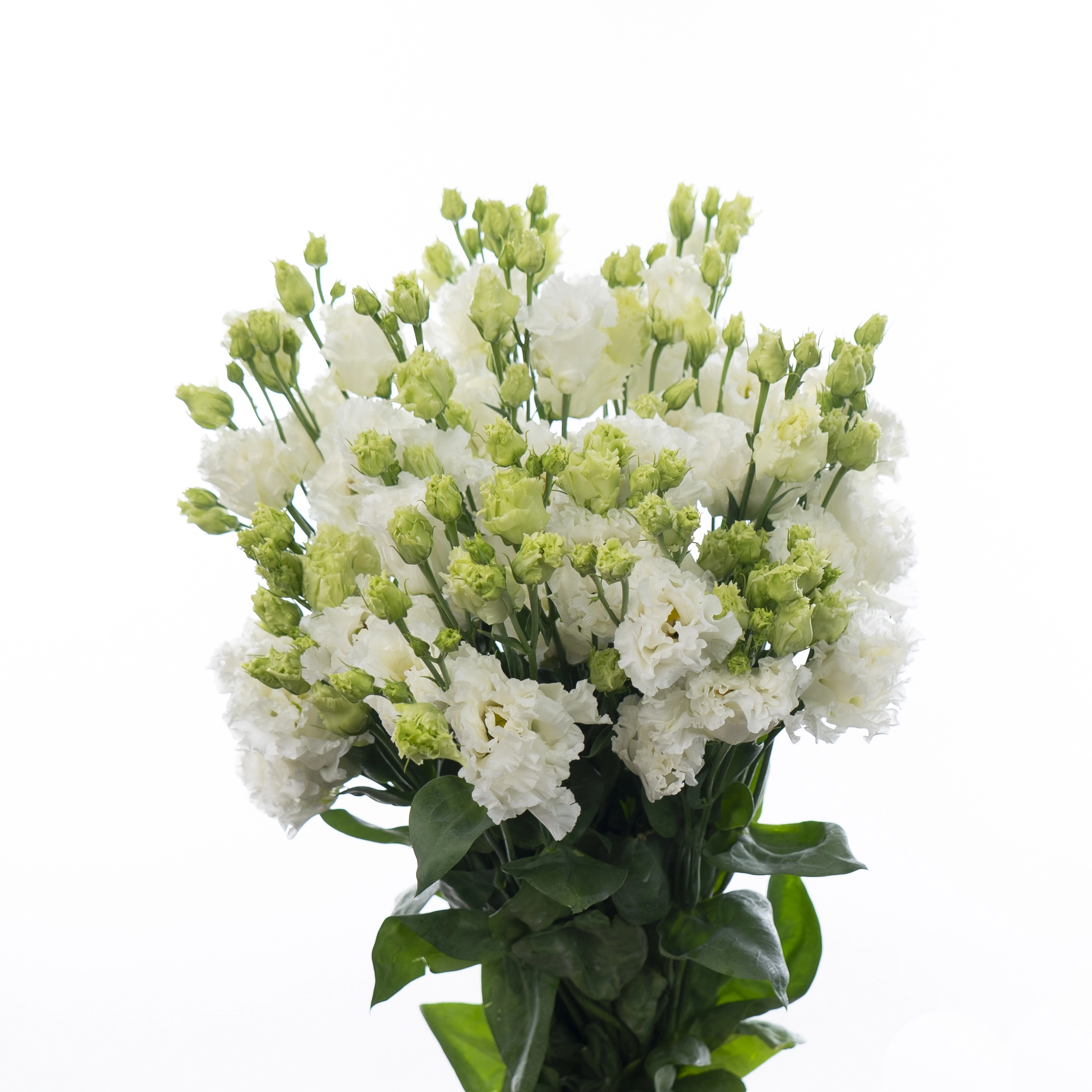 Лизиантус ду алисса пьюр вайт