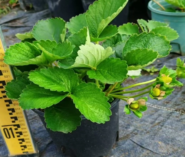 Земляника Микс