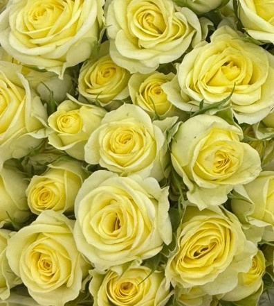 Роза куст веддинг инвайт