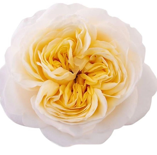 Роза однг фатима гарден