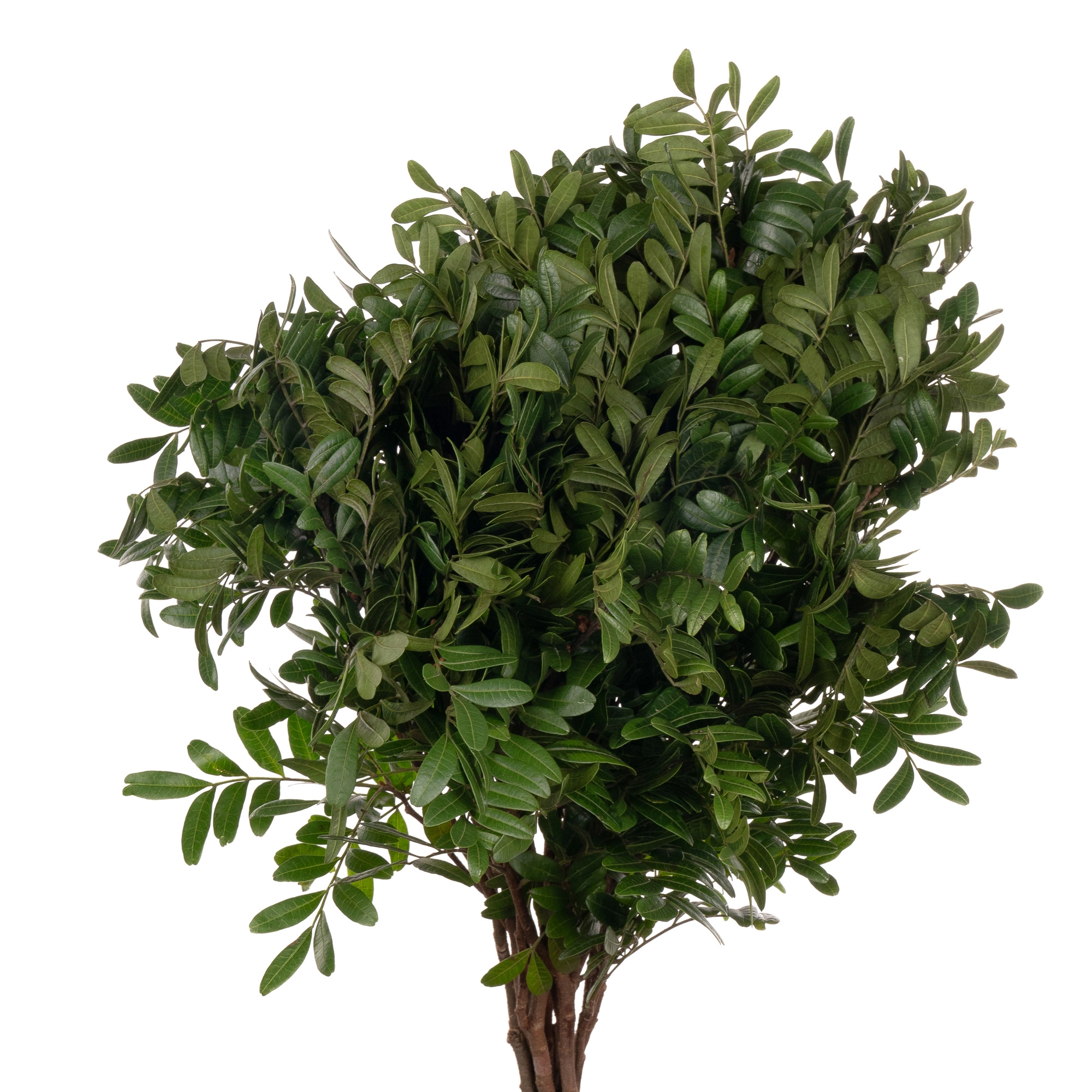 Листья Фисташка