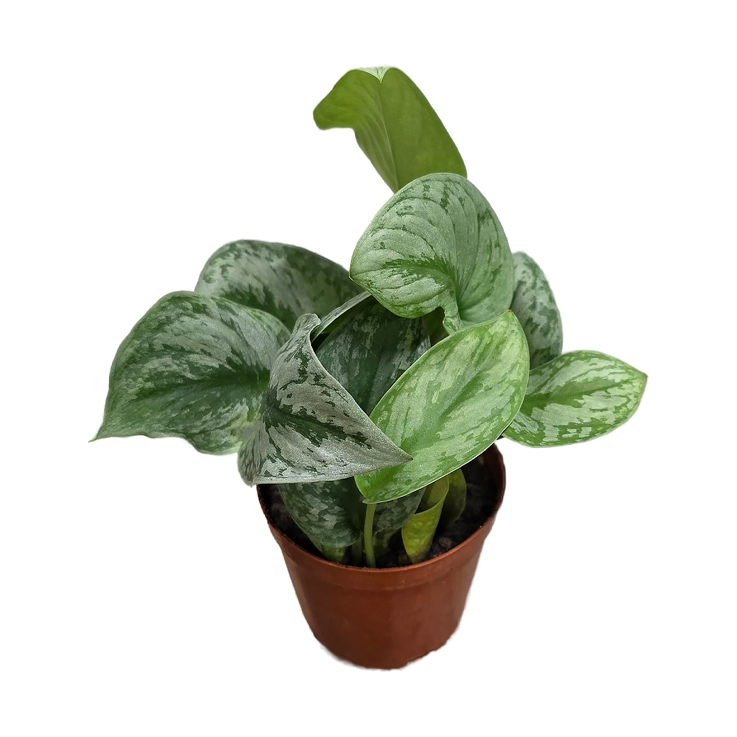 Сциндапсус Сильвери Энн