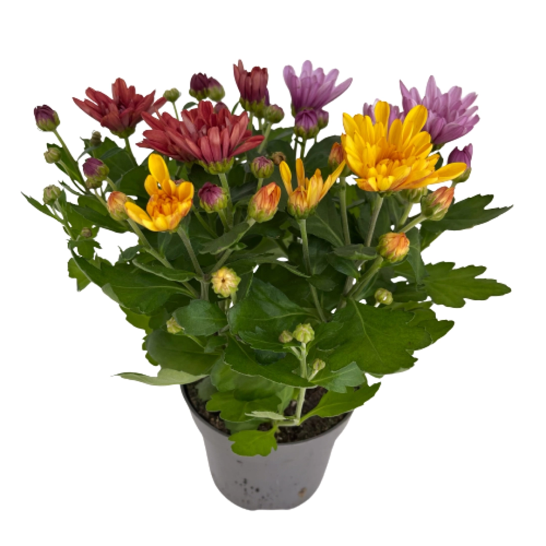 Хризантема Карнавал