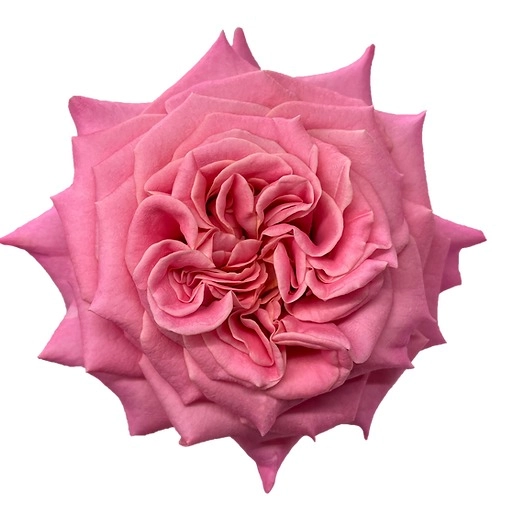 Роза однг эшли