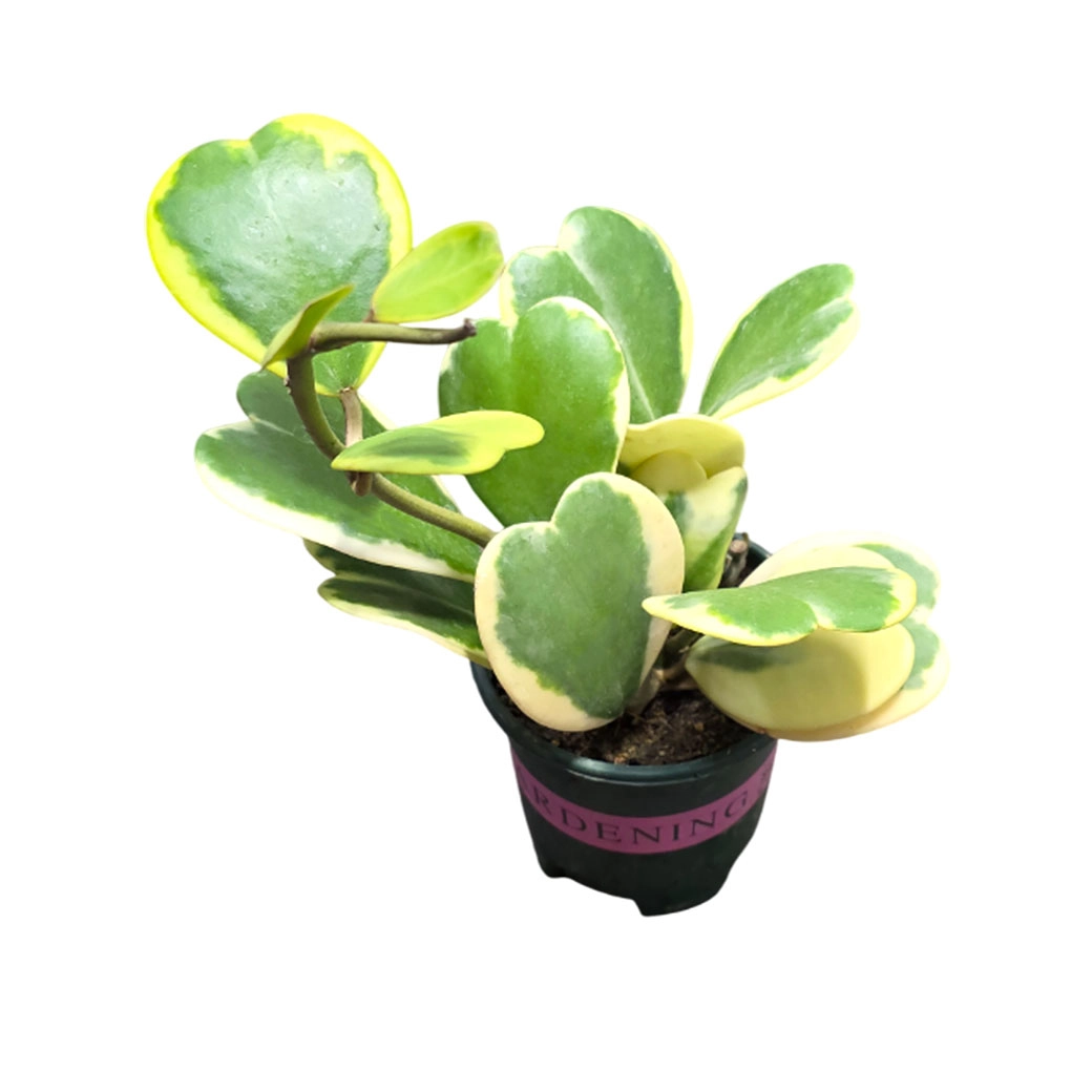 Хойя Керри Вариегата разветвленная