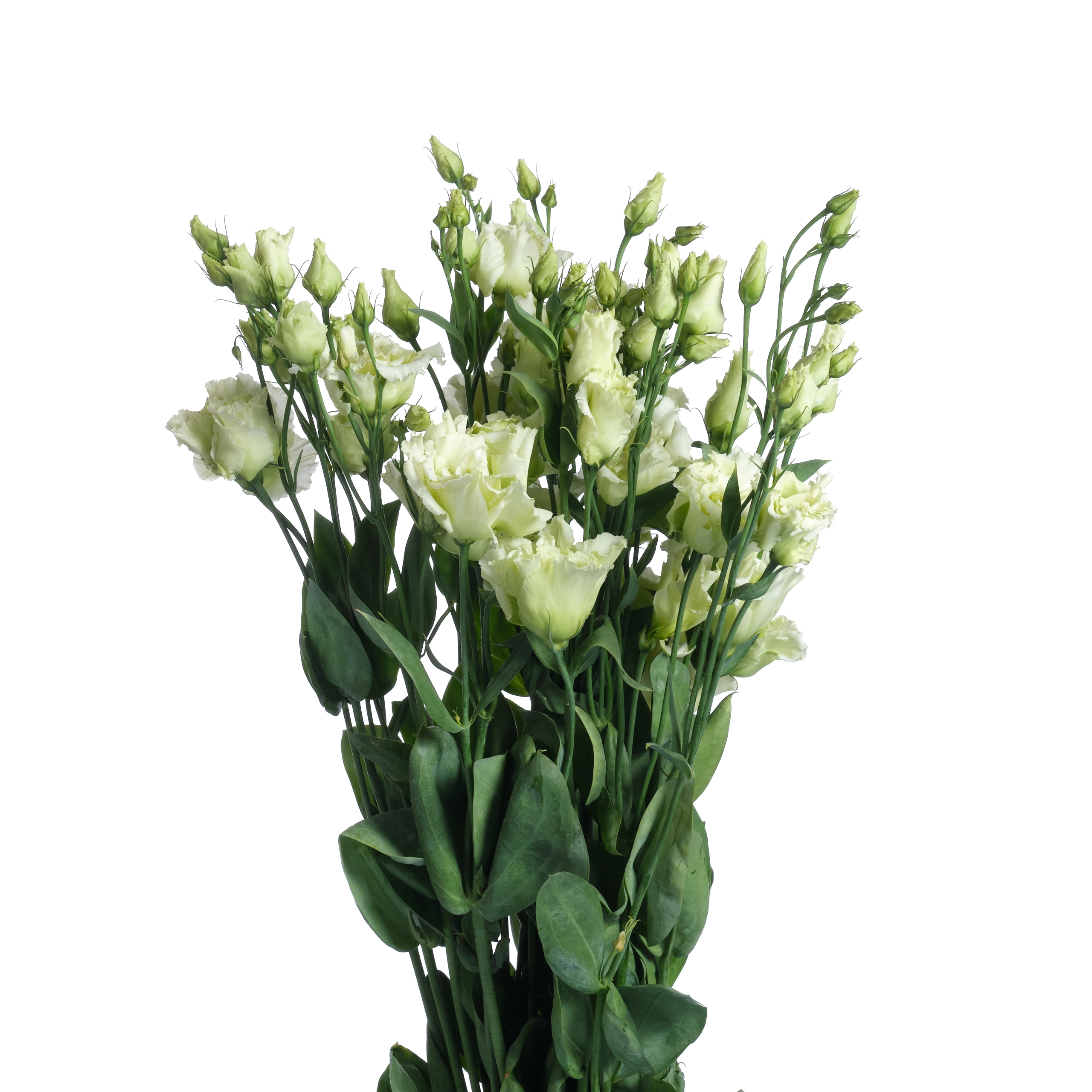 Лизиантус ду алиса грин