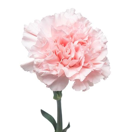 Гвоздика донсел