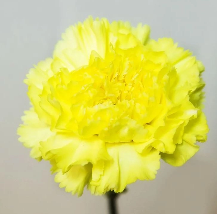 Гвоздика жёлтая