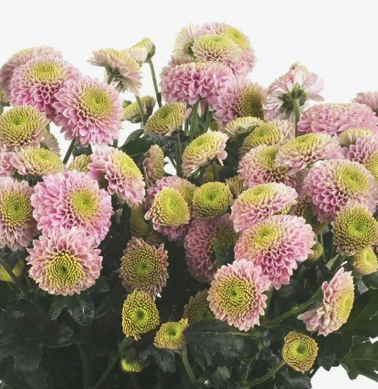 Хризантема са давина