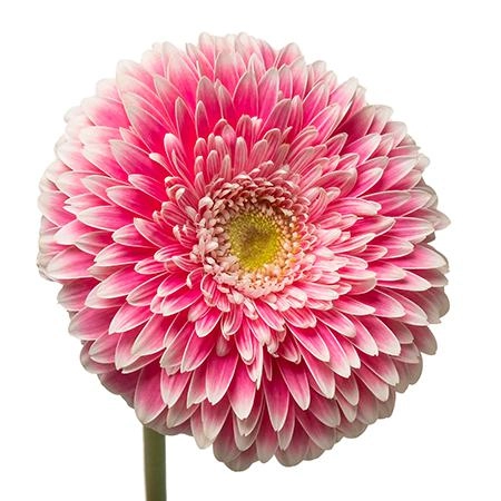 Гербера помпони пауэр болл