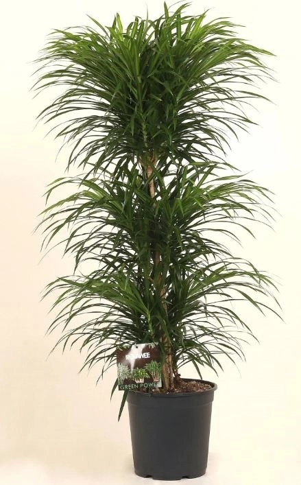 Драцена рефлекса Анита