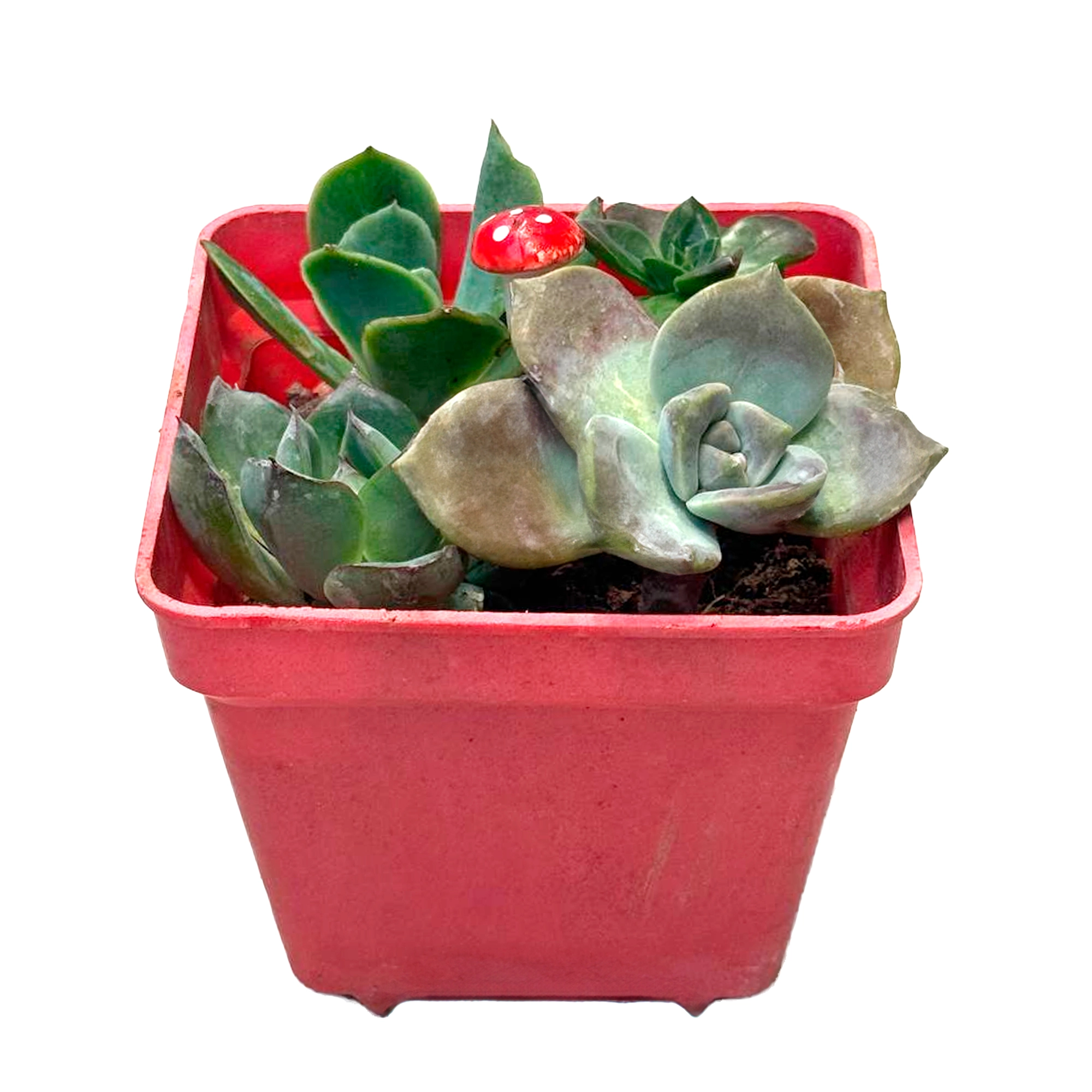 Эхеверия Микс в плошке