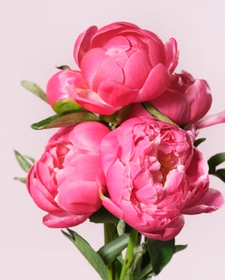 За цветами в PROFLOWERS