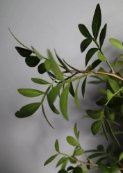 PROFLOWERS - поставщик цветов