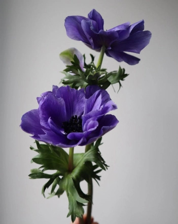 Срезанные цветы в PROFLOWERS