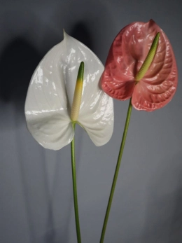 Срезанные цветы в PROFLOWERS